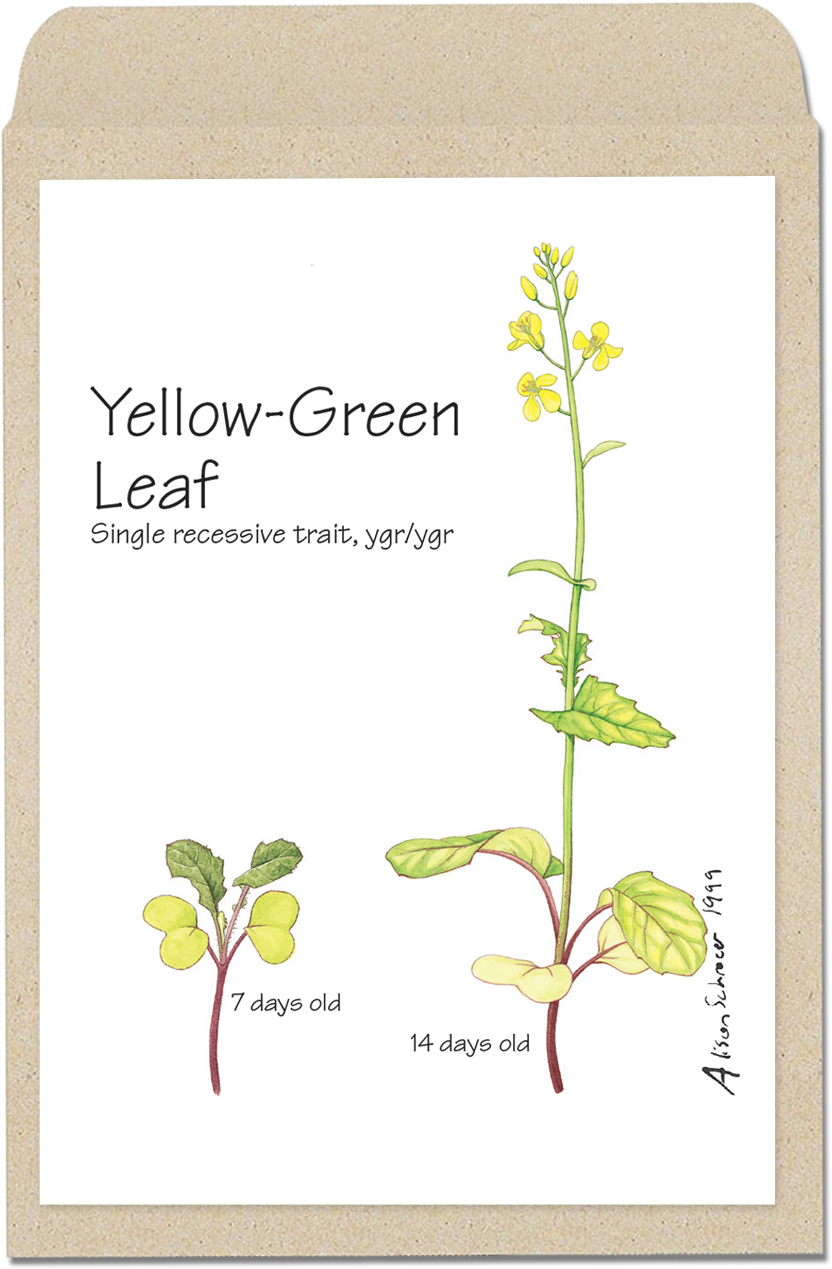 Yellowleaf - Wisconsin Fast Plants Hairy (941x1329), Png Download