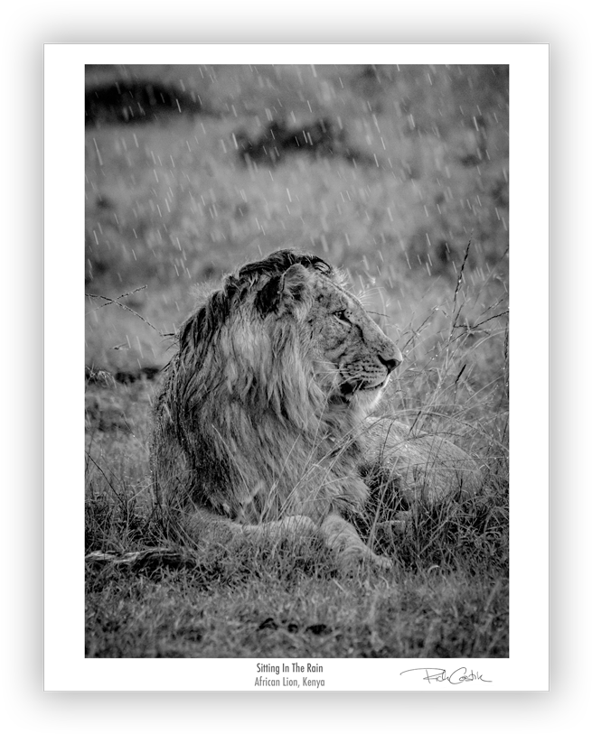 Sitting In The Rain, African Lion - Sitting In The Rain (900x900), Png Download