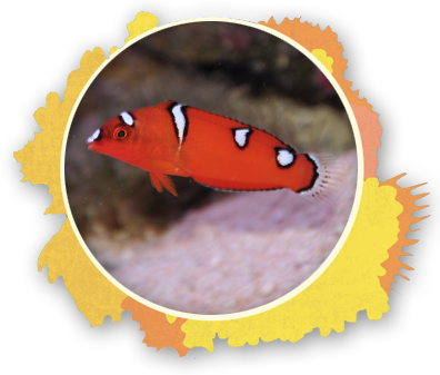 Its Not Uncommon For A Female Wrasse To Become A Male - White And Yellow Fish With Black Stripe (396x337), Png Download