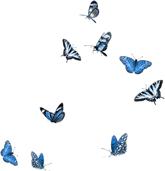 Butterfly Party, Moth, Mood Boards, Embellishments, - Butterfly Overlay Photoshop (600x638), Png Download