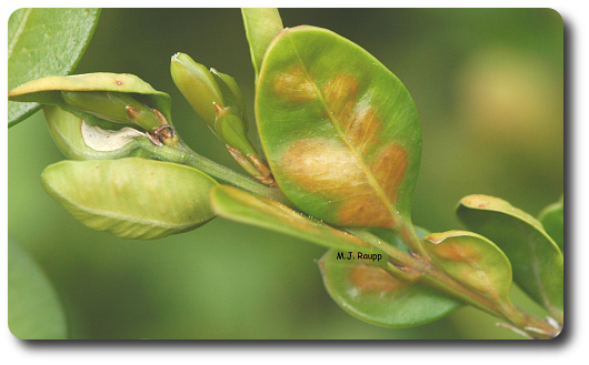Discolored, Blistered Leaves Are Sign Of The Boxwood - Boxwood Leaf Miner (530x329), Png Download