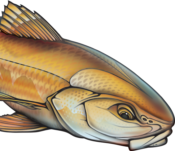 Img Img - Marine Mammal (565x489), Png Download