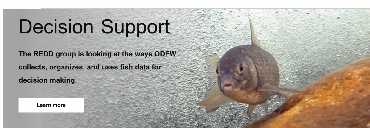 Home Page - Common Carp (1200x417), Png Download