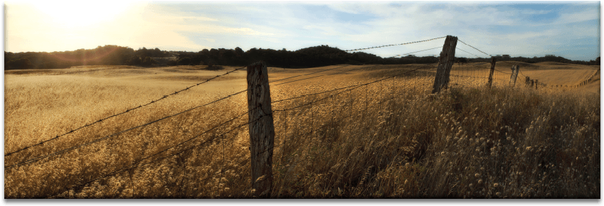 Golden Grass - Grass (900x900), Png Download
