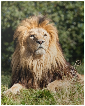 Proud Majestic Lion Sitting In Grass Poster • Pixers® - Lion (400x400), Png Download