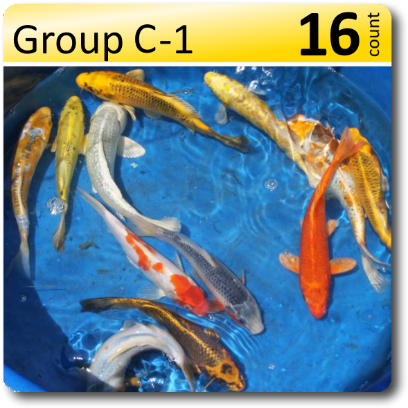 Group C 1 Decorative Koi 6 8" - Koi (638x638), Png Download