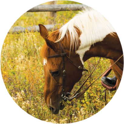 Unnamed - Sorrel (500x479), Png Download