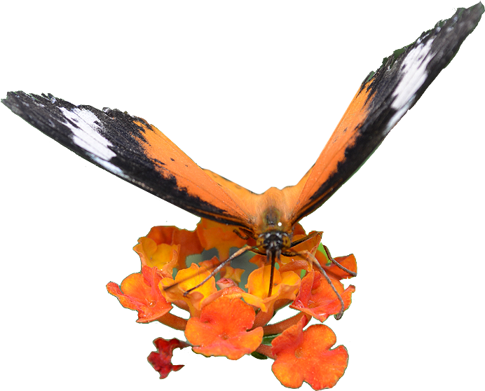Web Design - Golden Eagle (720x561), Png Download