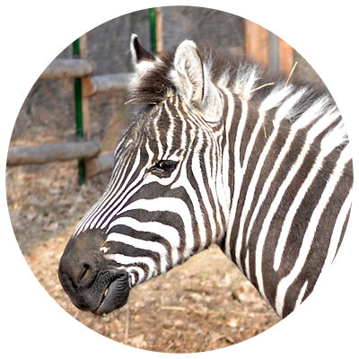 Zebra (400x400), Png Download