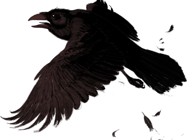 Raven Png (640x480), Png Download