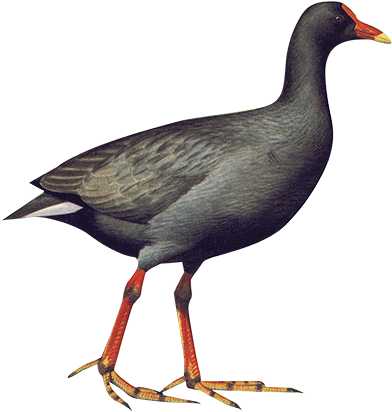 Dusky Moorehen 38cm - Png Water Birds (400x424), Png Download