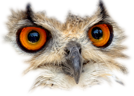 Bird-048 - Bird Mask Png (540x389), Png Download