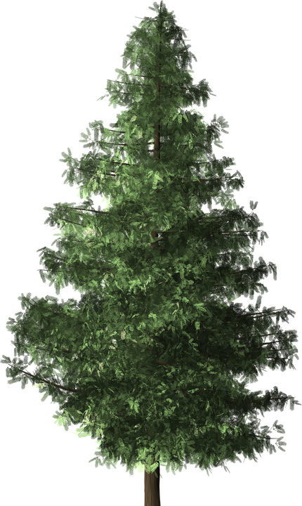 Pohon Cemara Png - Brushes Trees Top Photoshop (430x720), Png Download