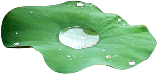 Water Drops Leaves - Flower Water Drop Png (550x278), Png Download