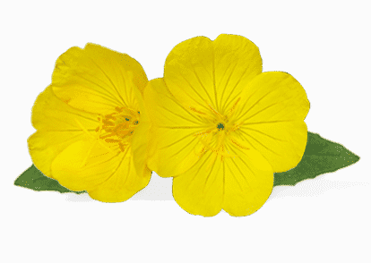Nachtkerze - Evening Primrose Png (414x294), Png Download