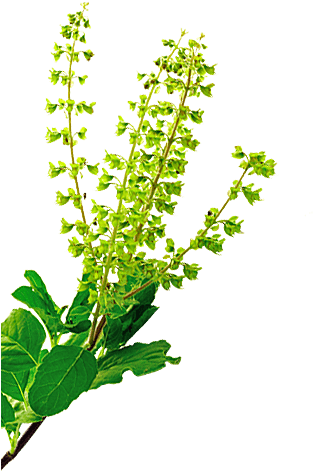 Tulsi - Goayur Neem-tulsi Re-firm Cream (bust Firming) (500x500), Png Download