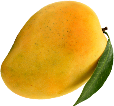 Ratnagiri Alphonso Mangoes To Your Doors - Ratnagiri (395x371), Png Download