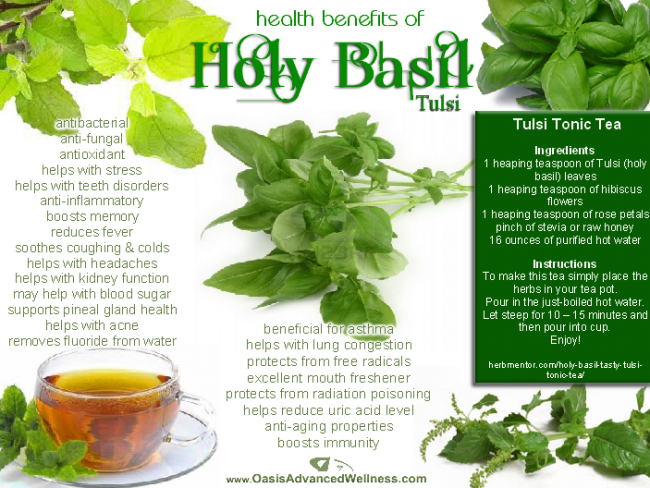 Health Benefits Of Holy Basil The Most Sacred Herb - Sweet Basil Holy Basil (650x488), Png Download