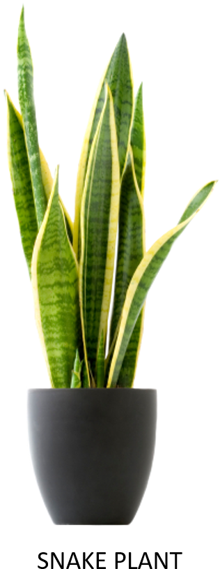 This Plant Produces Oxygen Even In Night - Cat Friendly Plants (315x847), Png Download