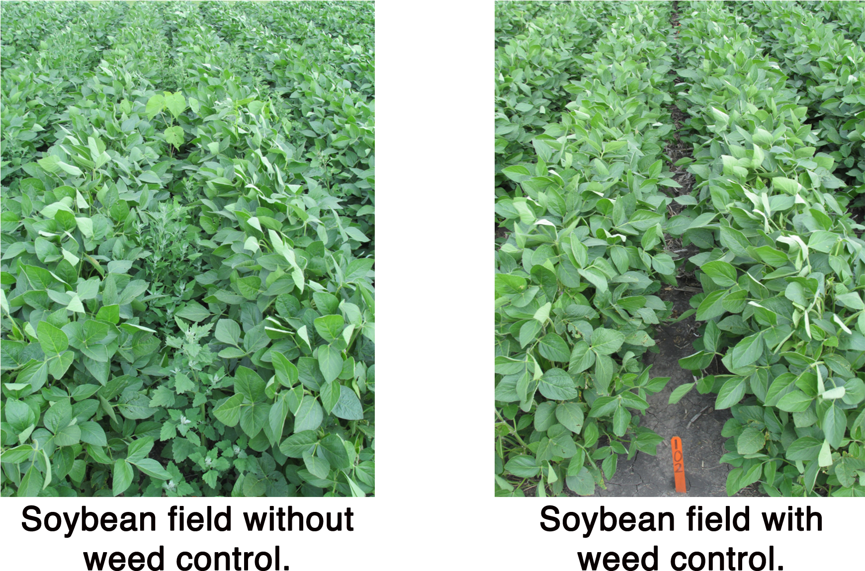 If They Are Consumed To Grow Weeds Instead Of Food - Crop (2250x1300), Png Download