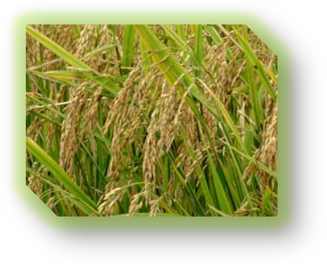 Summer Season Crops In India (469x378), Png Download