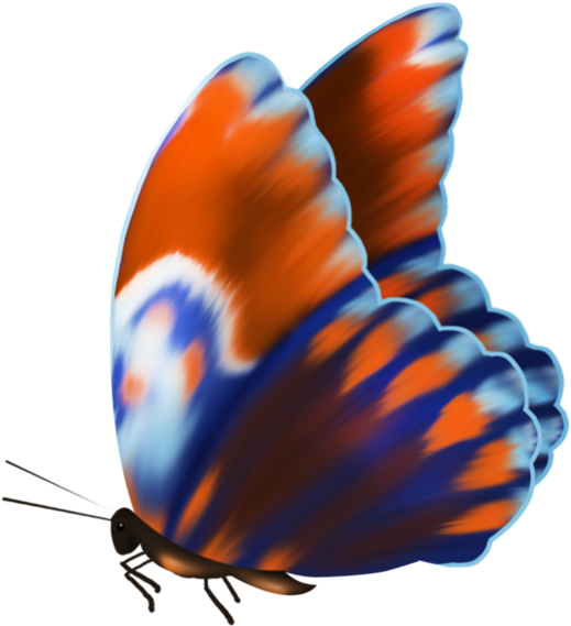 Butterfly (600x600), Png Download
