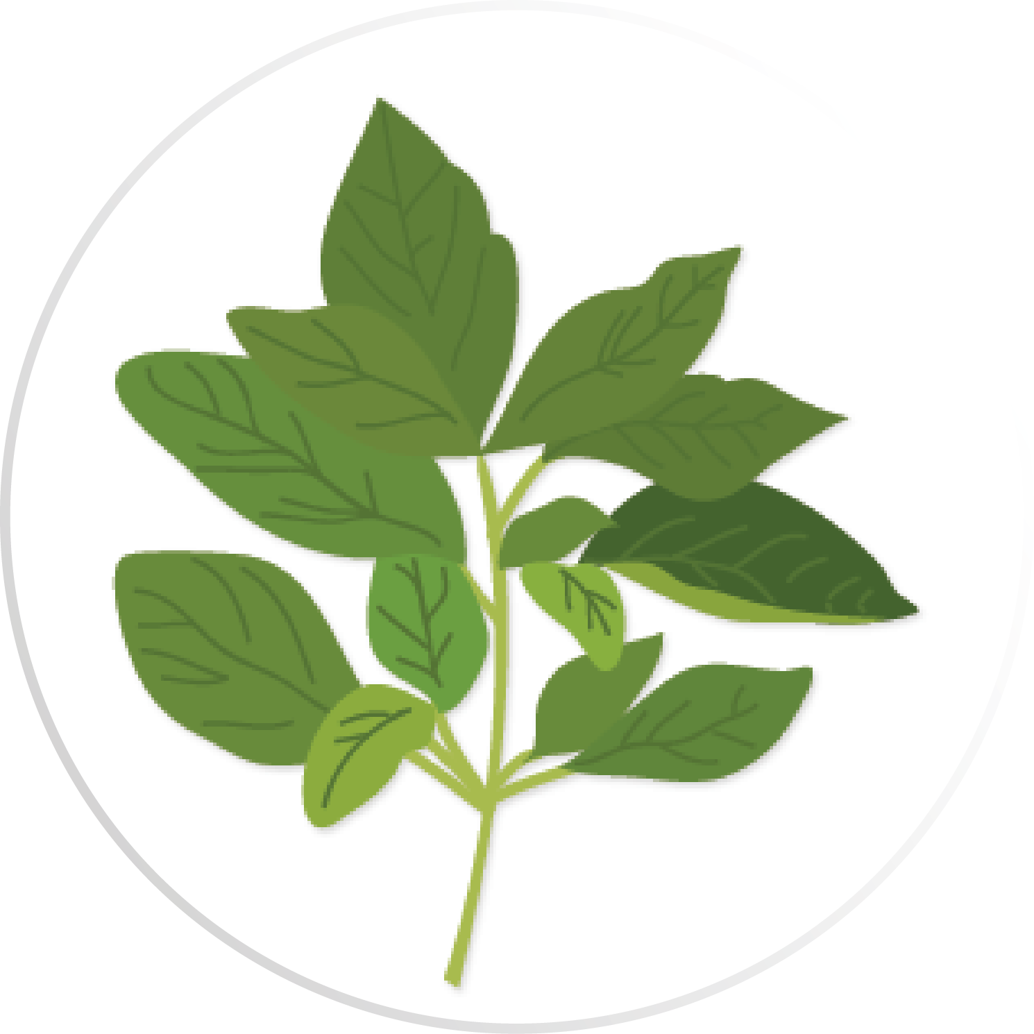 Tulsi - Art Print: Fresh Herbs 3 By Kimberly Allen : 19x13in (1490x1490), Png Download