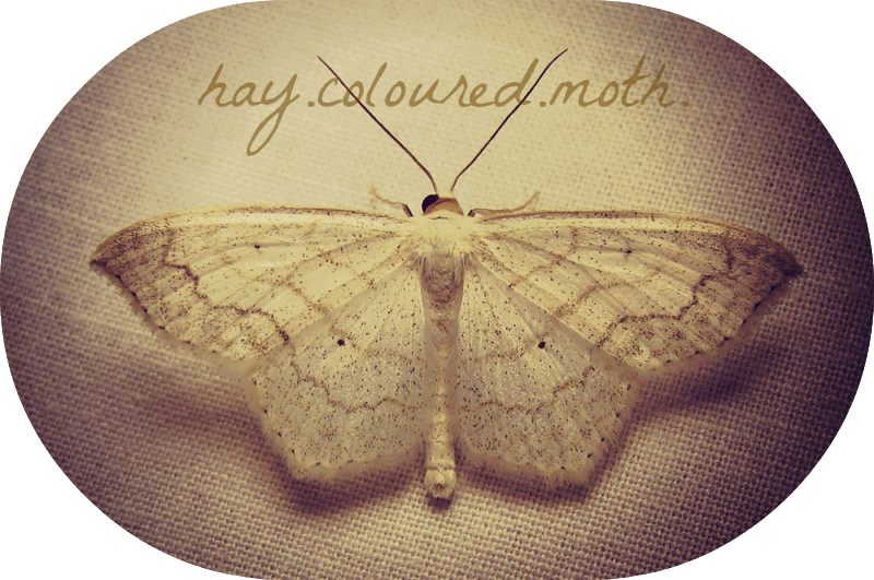 Moth (800x531), Png Download