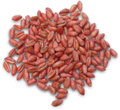 We Sell Hybrid Seed Corn, Soybean Seed, Private Label - Dried Goji Berry Png (500x500), Png Download