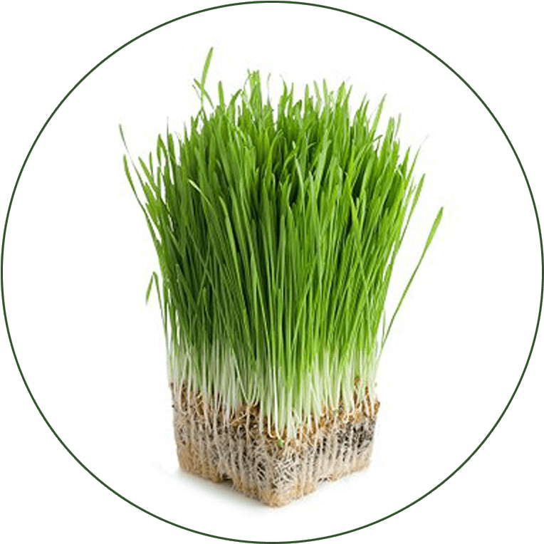 Barley Grass - Aerogrow International Inc Grow Anything Seed Kit (800x800), Png Download