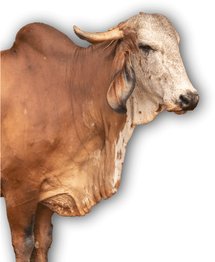 Gir Cow's Milk In Ancient Ayurveda Is Referred To As - Milk (713x902), Png Download