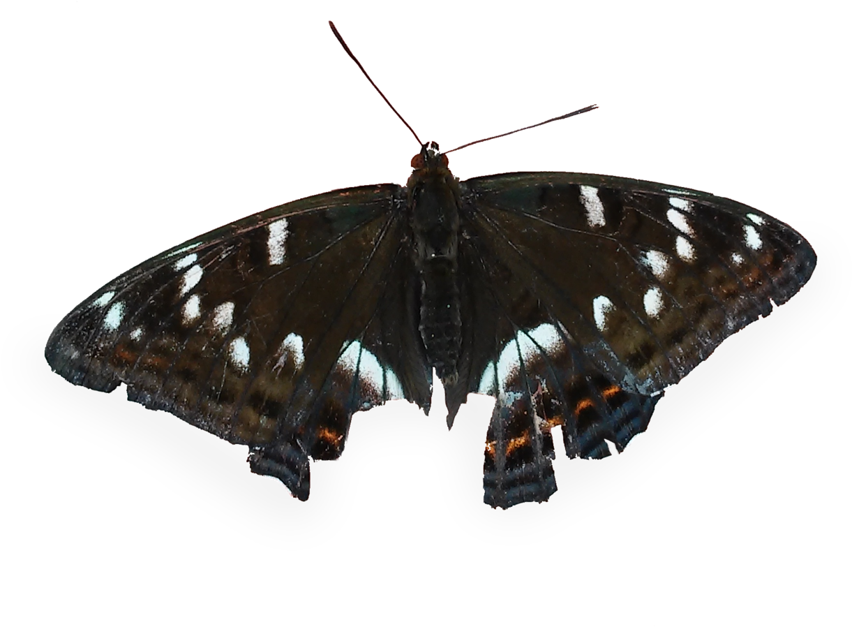 Butterflies Transparent Tumblr - Haapaperhonen (1280x1255), Png Download