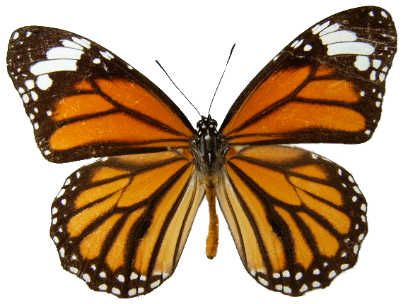 Monarch Butterfly Transparent Background - Butterfly Orange (640x480), Png Download