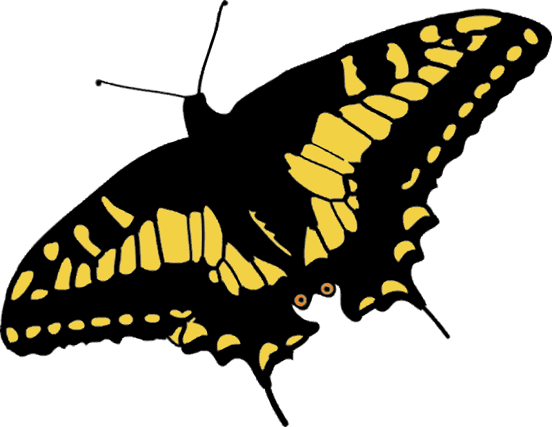 Free Butterfly - Black And Yellow Butterfly Shower Curtain (800x619), Png Download