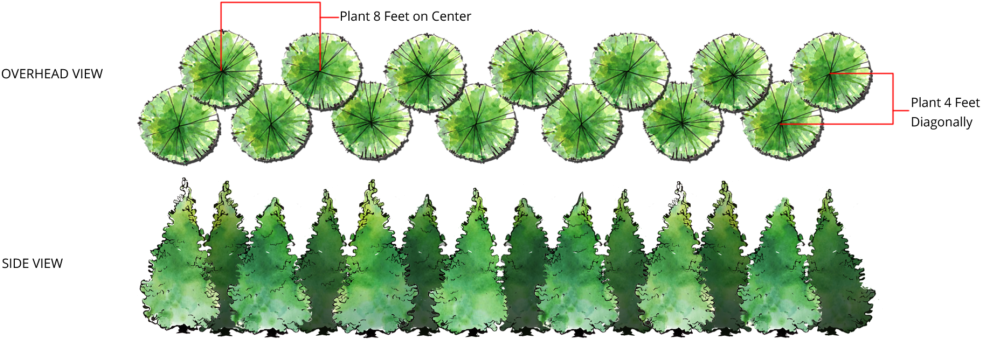 Thuja Green Giant Double Row Spacing - Thuja Smaragd Spacing (1024x377), Png Download