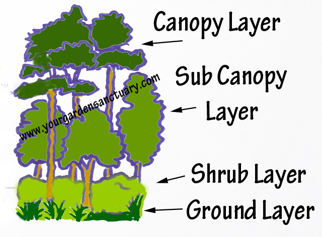Woodland Inspired Garden Layers - Layers Of The Woodland (640x472), Png Download