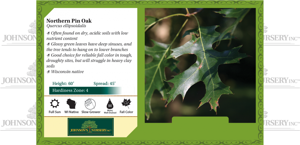 Northern Pin Oak Quercus Ellipsoidalis Benchcard - Cephalanthus (1240x589), Png Download