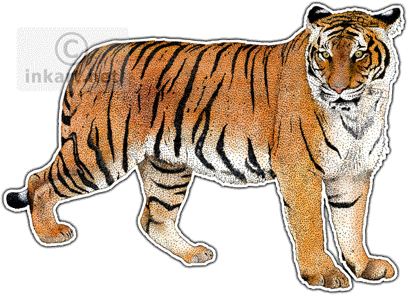 Drawn Tiger Malayan Tiger - Malayan Tiger Png (590x427), Png Download