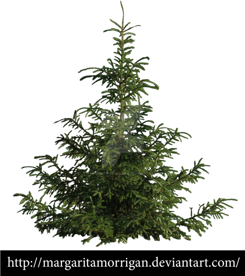 B Tree, Pine Tree, Tree Psd, Landscaping Trees, Garden - Tree (825x969), Png Download