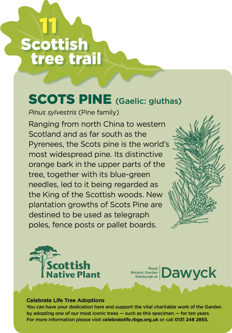 Sample - Dawyck - Royal Botanic Garden Edinburgh (753x1080), Png Download