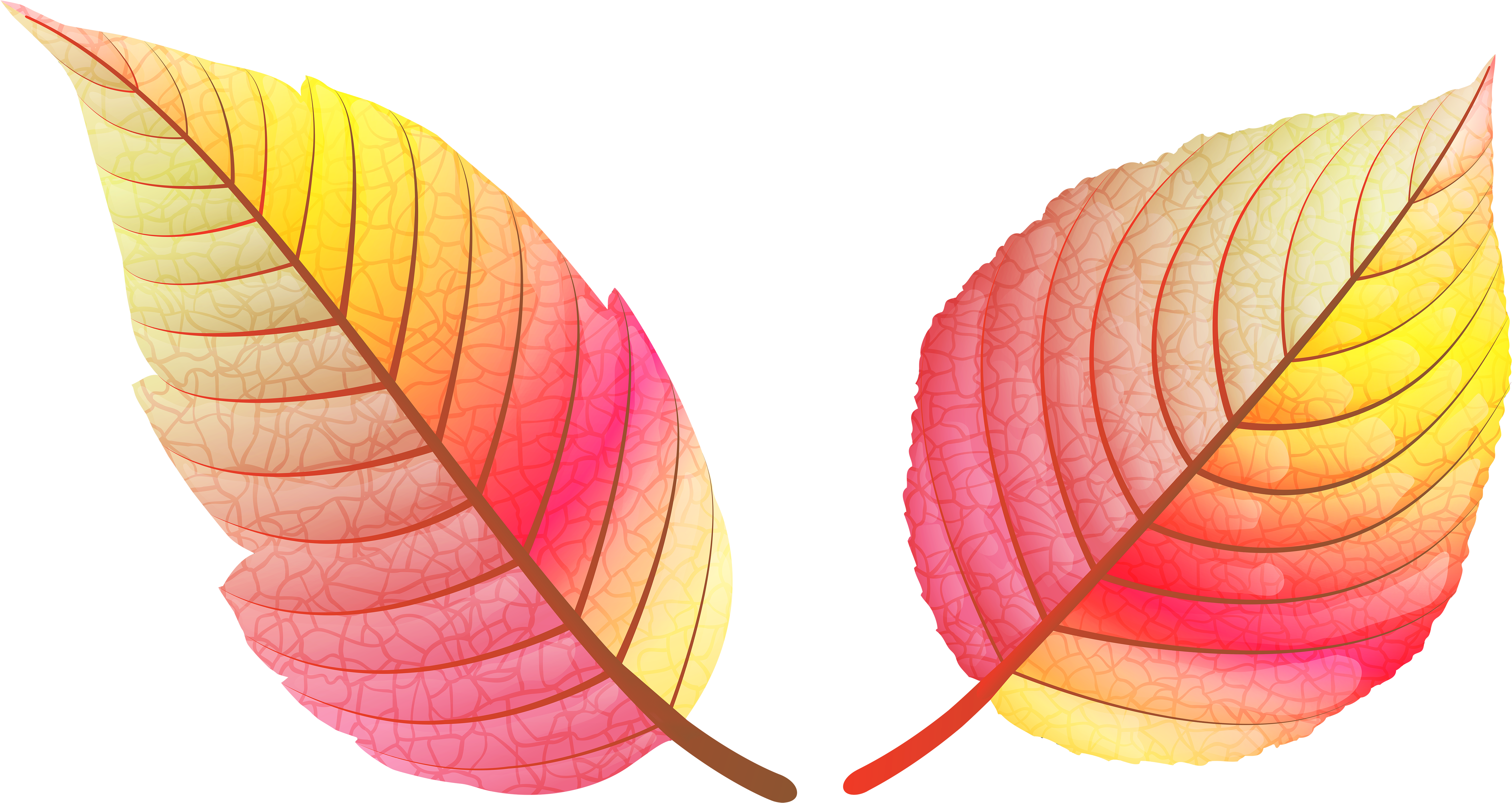 Leaf Png Colour Full (6000x3361), Png Download