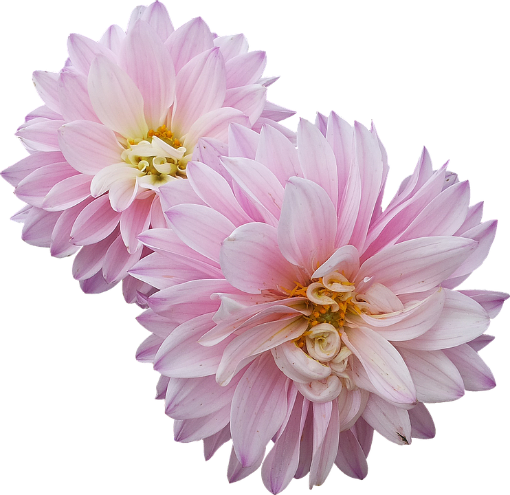 Dahlias, Flowers, Pink - Pink Dahlia Flower Png (742x720), Png Download
