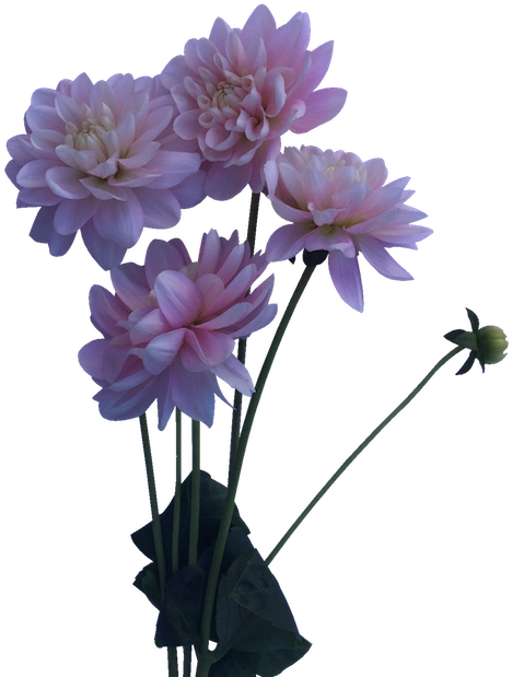 Bunch Of Blush Or Baby Pink Dahlias Perfect For Whimsical, - Daliha Flower Plant Png (622x622), Png Download