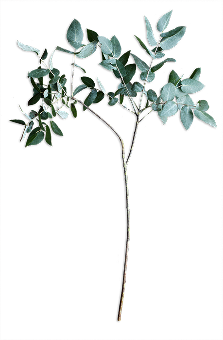 An Online Floral Studio Where You Design And We Deliver - Twig (459x700), Png Download