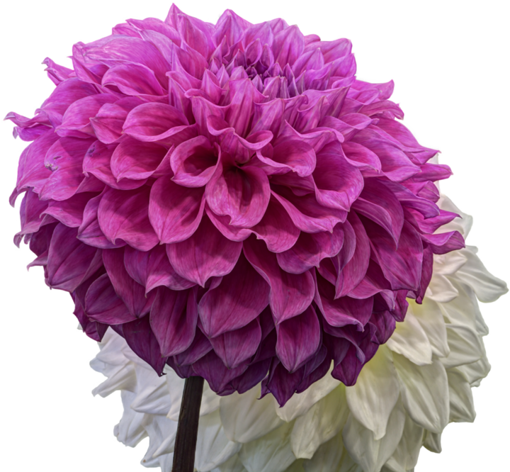Dahlias On Transparent Background - Free Transparent PNG Download - PNGkey