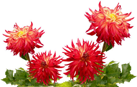 Dahlias,autumn,dahlia Garden,late Summer,dahlia,dahlia - China Flowers Png (500x375), Png Download