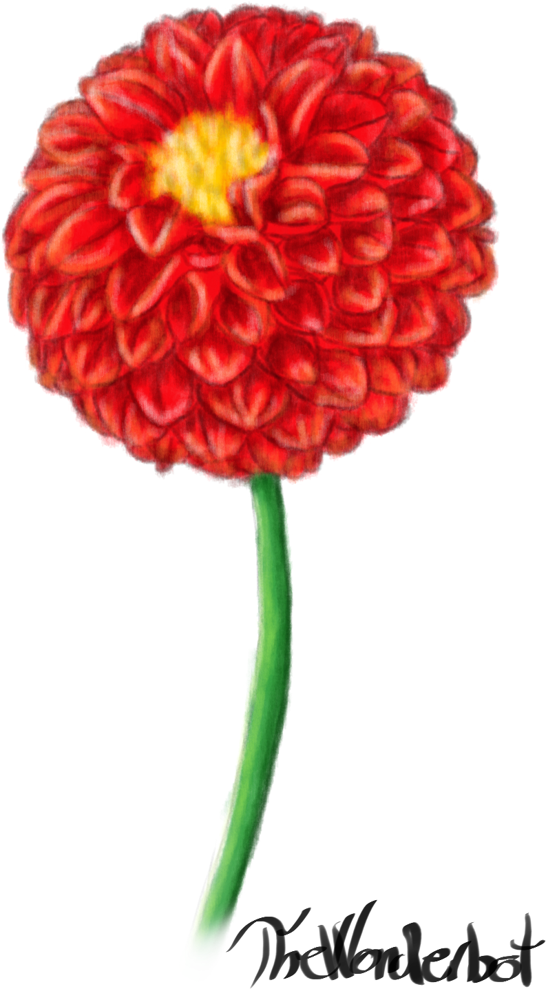 Red Dahlia - Common Zinnia (1000x1500), Png Download