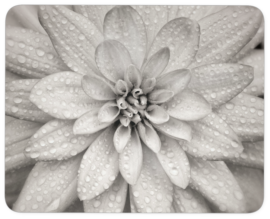 Dahlia Flower Mouse Pad - Dahlia (1024x1024), Png Download