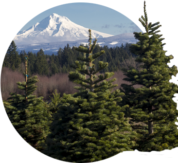 View Of Snow Covered Mt - Oregon (400x400), Png Download