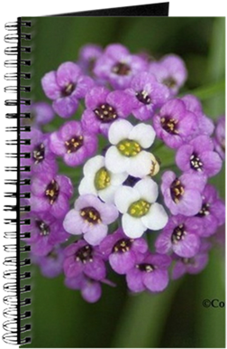Alyssum Small Flower Bloom 142 Journal - Colorful Alyssum Flower Beach Towel (400x400), Png Download